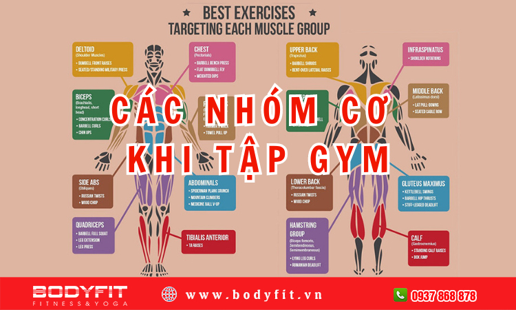 Các nhóm cơ khi tập gym